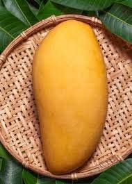 Pianta di Mango Ataulfo (Mangifera indica) H 140 cm – Mango Giallo Messicano Dolcissimo – Frutto Tropicale da Coltivazione – Vaso – FOTO REALI