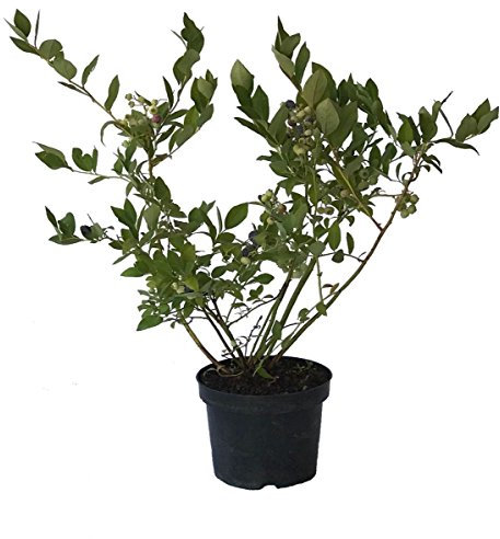 Heidelbeere Bluecrop Vaccinium corymbosum beliebte Blaubeere Kulturheidelbeere 40-60 cm 3 L Topf