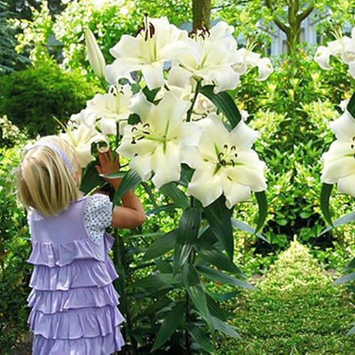 Lilienzwiebeln, Blumenzwiebeln, Riesenlilien Baumlilien Winterhart MehrjäHrig, Blumenzwiebeln,Frische Luft, Temperament,Winterhart MehrjäHrig,Gartenpflanzen-2zwiebeln-C