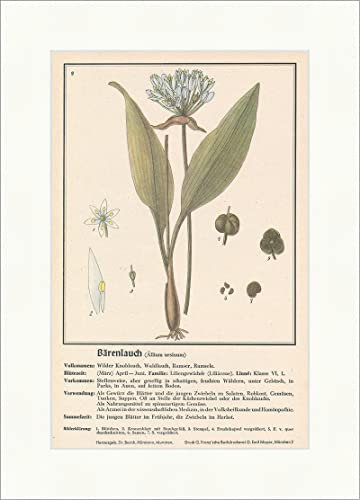 Ajo silvestre Allium ursinum Ramser Plantas medicinales Hierbas medicinales 137