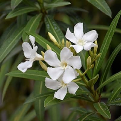 100 graines de fleurs de laurier-rose blanc