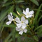 100 graines de fleurs de laurier-rose blanc