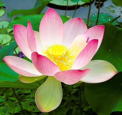 12 Semi di Loto Sacro (Nelumbo nucifera) – Pianta Acquatica Ornamentale – Fiore Esotico per Laghetti, Stagni e Vasi Acquatici