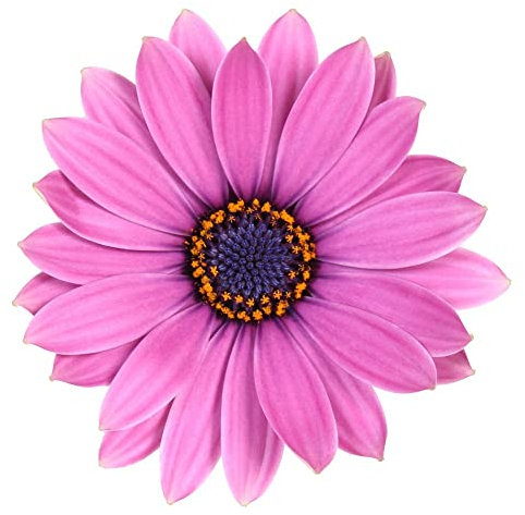 Dimorfoteca Flor Rosa | Planta Natural | Maceta 15cm | Margarita de Exterior