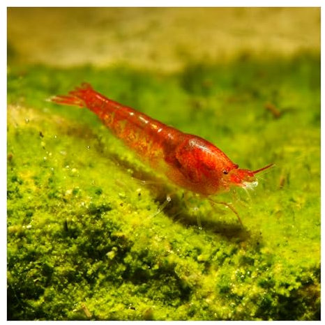 10 x Rote Hawaii Garnele - Halocaridina rubra - Zwerggarnele für die Brackwasser Aquaristik - Garnelen einfach im Aquarium züchten