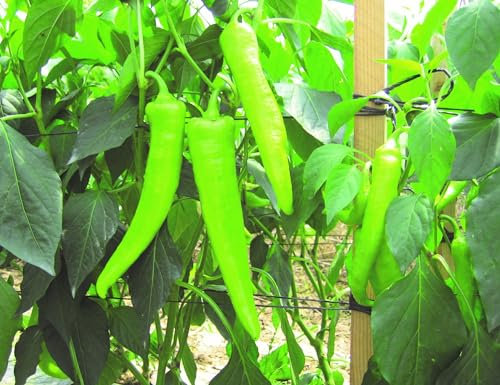 Chilli Pepper Hot Banana Plug Plants Grow Your Own Fruit **Letterbox Friendly** (3, Hot Banana)
