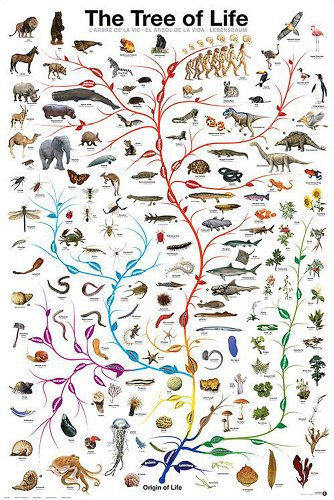 Close Up Lebensbaum Poster The Tree of Life (61 cm x 91,5 cm) + Ü-Poster