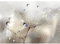 Runa Art Fotomurales Flores Pusteblume 352 x 250 cm Fondo De Pantalla XXL Moderna Decoración De Pared Sala Cuarto Oficina Salón beige 9557011a