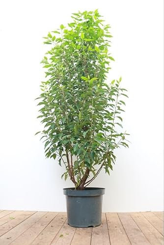 Prunus lusitanica 'Angustifolia' 100-125 cm - Portugiesischer Kirschlorbeer, immergrün, ideal als Hecke, pflegeleicht und winterhart