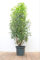 Prunus lusitanica 'Angustifolia' 100-125 cm - Portugiesischer Kirschlorbeer, immergrün, ideal als Hecke, pflegeleicht und winterhart