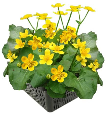 vdvelde.com - Sumpfdotterblume - 4 Stück - 1 Teichkorb - Caltha palustris - - Auffällige, gelbe Wasserpflanze- Ausgewachsene Höhe: 40 cm- Platzierung: -1 bis -10 cm