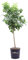 Pianta di Limone Lunario Albero di Limone 4 Stagioni Pianta di Citrus Limon albero di agrume pianta da agrumi Limone rifiorente Albero di Limone in vaso 24 cm pianta vera venduta da eGarden.store