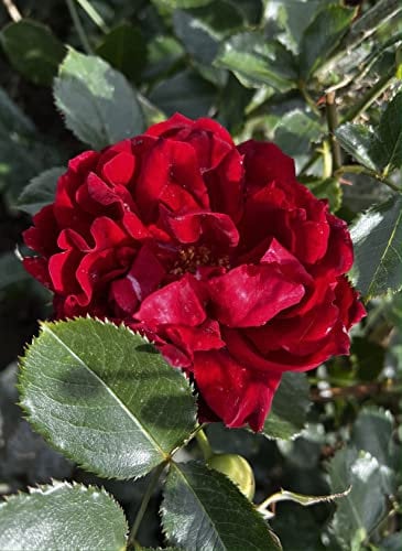 'Isabella' Potted Rose - Velvet Rich Red Blooms - Renaissance Rose - Great Gift - Named Rose - 4 Litre Pot