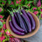 Aubergine 'Violet Knight' F1 - Kew Vegetable Seed Collection - Disease-Resistant, Early-Maturing Eggplant Variety - Compact Growth Container Gardening - 1 Packet (6 Seeds) by Thompson & Morgan