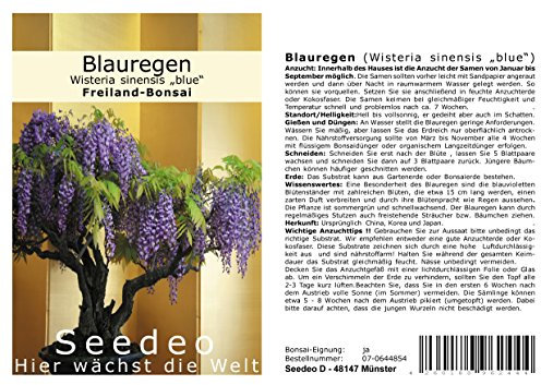 Seedeo® Blauregen Wisteria sinensis Blue Bonsai 8 Samen
