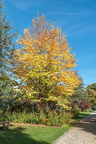 Lebkuchenbaum, Katsurabaum, Cercidiphyllum japonicum, 100-125cm im Topf