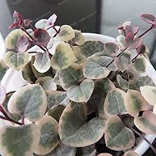 Genipap 10 semi succelenti di Ceropegia Woodii