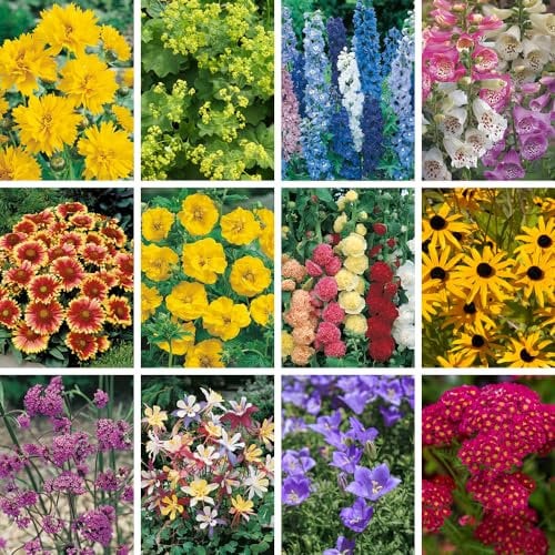 YouGarden Cottage Garden Perennial Set of 12 Jumbo Plugs, Including Nepeta, Dianthus, Heuchera, Papaver, Verbena, Alchemilla, Aquilegia, Coreopsis, Delphinium, Digitalis, Hollyhock, Rudbeckia
