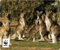 Speedlink TERRA WWF Mousepad - recyceltes Mauspad aus strapazierfähigem Material, Känguru