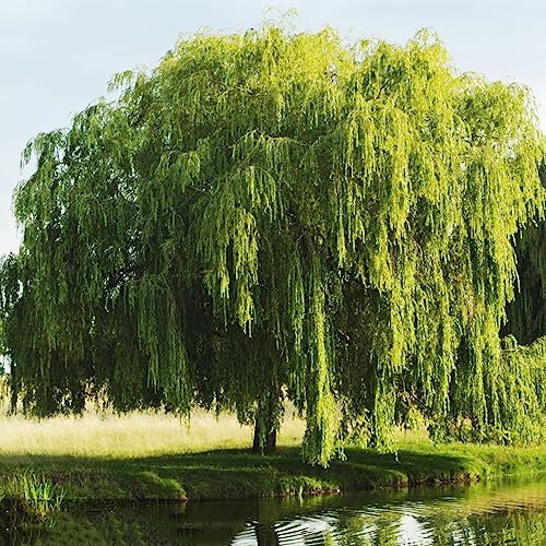 5 pcs trauerweide samen, pflanzen für sonnige plätze Weidenbaum Weidensamen weide,Salix babylonica, kübelpflanzen winterhart mehrjährig geschenke garten geschenke für gartenfreunde