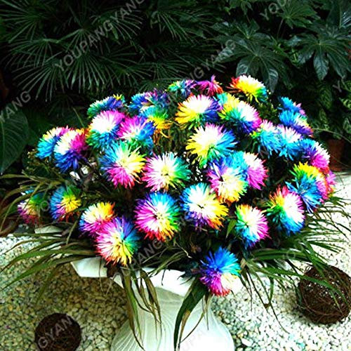 Shopmeeko 100 STÜCKE Regenbogen Chrysantheme Blume bonsai Ornamental Bonsai Seltene Farbe Neu Wählen Sie Mehr Chrysantheme bonsai Garten Blume Pflanze: Weiß