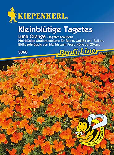 Kiepenkerl Tagetes tenuifolia Luna Orange
