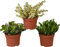 DECOALIVE Trio de Plantas Suculentas de Interior: Planta de Jade (Crassula Ovata), Árbol de la Abundancia Variegata (Portulacaria Afra) y Crassula Gollum