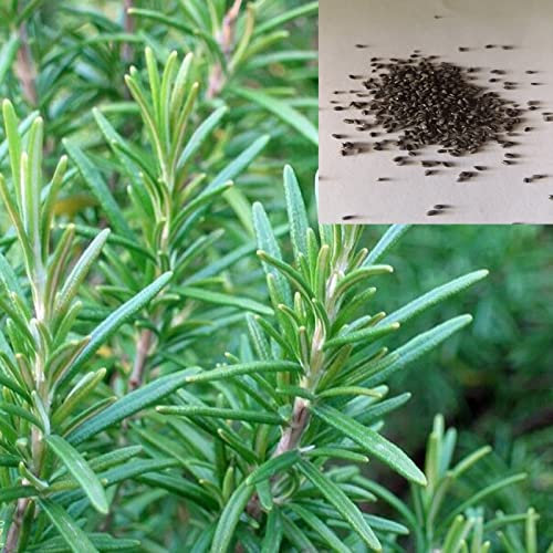 Haloppe 500 piezas de semillas de romero para plantar en el jardín del hogar, semillas de romero, semillas frescas, perfume natural, semillas de Rosmarinus para Manor Semillas