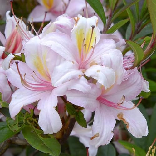 Red Hills Rhododendron 50-60cm - Rhododendron colemanii