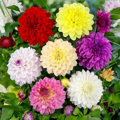 10 Bulbes de Dahlias Décoratifs Mélange Extérieur Fleurs d'Été en Grand Format - Plantes Prêtes pour Massifs, Pots, Conteneurs