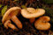 Edel-reizker – Myzel – Pilze Forest – Grow Your Own Pilze.