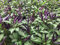 Schwarze Chili 10 Samen