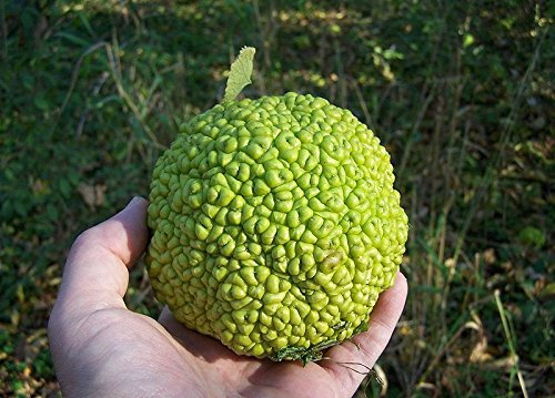 10 HEDGE APPLE SEEDS Osage Orange Pferd Apfel Monkey Ball Milchorangenbaum Baumsamen