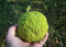 10 HEDGE APPLE SEEDS Osage Orange Pferd Apfel Monkey Ball Milchorangenbaum Baumsamen
