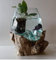 Aquarium ou Vase en Verre soufflé sur Racine de Bois, modèle Unique (Hauteur Environ 30cm). Vendeur Francais. Choix sur Photos envoyées après Votre Commande. Livraison en Point Relais.