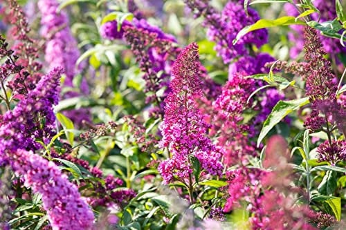 Sommerflieder 'Royal Red' 125-150 cm Topf Buddleja davidii winterhart