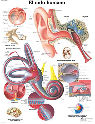 3B Scientific – Laminierte Menschliches Ohr Tafel – UV- & Staubgeschütztes Anatomieposter für Studium, Lehre & Kliniken