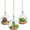 Yardwe Blumenkästen aus Glas, zum Aufhängen, Terrarium, Glas, Kugel für Sukkulenten, 100 mm