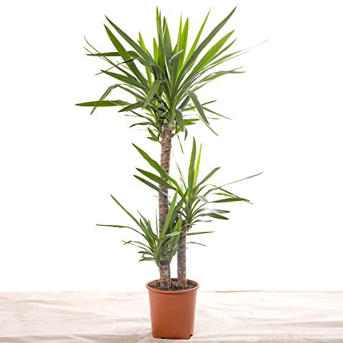 Yucca Elephantipes, grande pianta d'appartamento reale, sempre verde, pianta alta.
