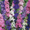Saterkali Semi di Delphinium, 1000 Pz/borsa Buon Raccolto Semi di Delphinium Prolifico Regalo di Giardinaggio Annuale Semi di Larkspur per Esterni Seme