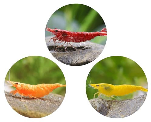 Anfänger Neocaridina Garnelen Set | Je 7X Red Fire, Orange Sakura & Yellow Fire Garnele fürs Aquarium | Pflegeleicht & ideal für Einsteiger | Perfekt für Nano-Aquarien ab 20L