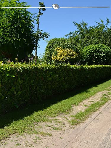 Portugiesischer Kirschlorbeer 120-140 cm IM TOPF. 8 Kirschlorbeer Heckenpflanzen