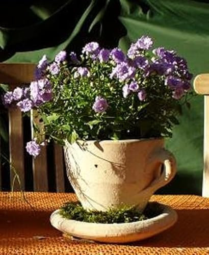 Generisch B-Ware ! Tasse mit festen Unterteller ca. 15 cm hoch, echt Terracotta ohne Deko !! Terrakotta Garten Deko Blumentopf Pflanztopf Übertopf