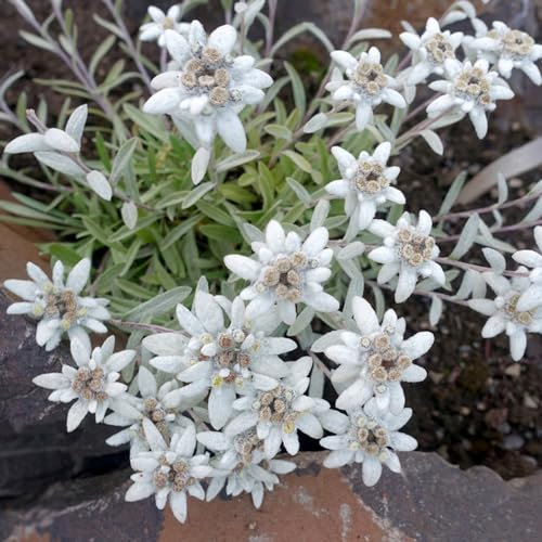 50 pcs edelweiss deko samen - blumensamen geschenk garten geschenke für frauen Leontopodium alpinum,Alpen-Edelweiß plant winterfeste pflanzen für kübel sommerblumen bonsai topf praktische