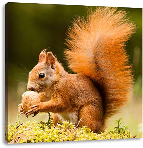 Pixxprint Eichhörnchen mit Nuss, Größe: 40x40, Leinwandbild Quadratisch, Wandbild, Kunstdruck, fertig bespannt