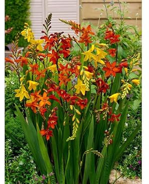 Montbretie Crocosmia 10 Zwiebeln, Rhizome, Knollen,