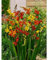 Montbretie Crocosmia 10 Zwiebeln, Rhizome, Knollen,