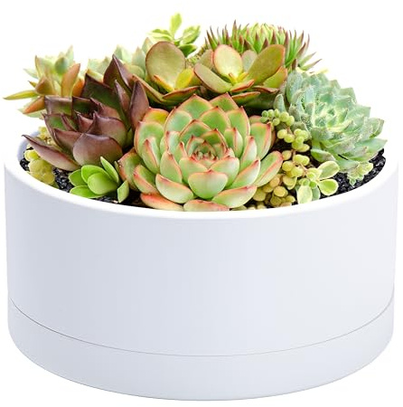 D'vine Dev 8 Inch Plastic Shallow Planter, Large Round Succulent Plant Pot with Drainage Hole and Sauce, Decorative Bonsai Pot for Indoor Plants, White, 76-A-S-1