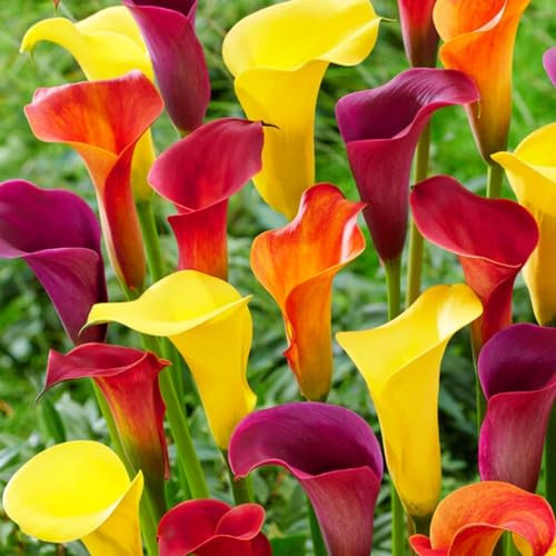 Bulbes de lys Calla Multicolor Collection Zantedeschia, 5 vrais et gros bulbes, portant plus de 5 fleurs, idéal pour plante de jardin en pot, mélange de variétés de fleurs de Hollande