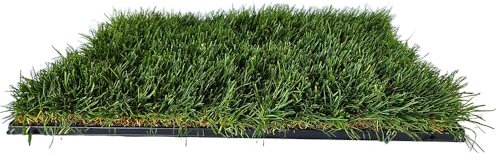 Katzengras-Matte mit Spezialschale, 60 x 40 cm, Lebender Rasen für Haustiere